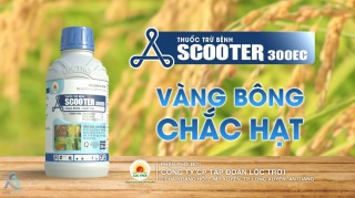 TVC SCOOTER | VÀNG BÔNG CHẮC HẠT