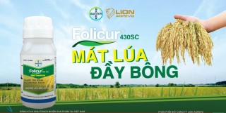 TVC FOLICUR 430 SC | MÁT LÚA ĐẦY BÔNG